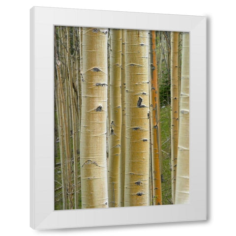 Aspen Grove II White Modern Wood Framed Art Print by Fitzharris, Tim