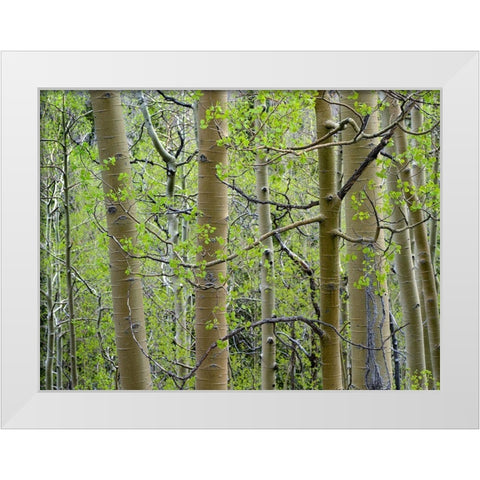Aspen Grove III White Modern Wood Framed Art Print by Fitzharris, Tim