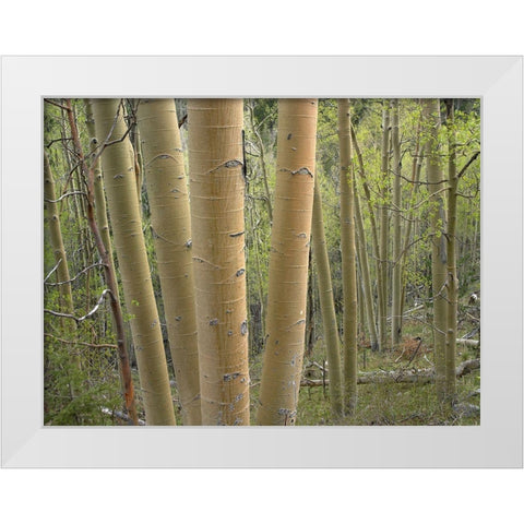 Aspen Grove IV White Modern Wood Framed Art Print by Fitzharris, Tim