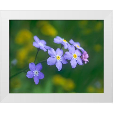 Forget me nots White Modern Wood Framed Art Print by Fitzharris, Tim