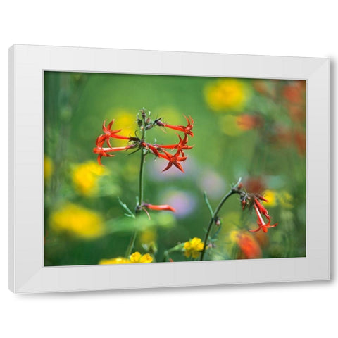 Scarlet Gilia White Modern Wood Framed Art Print by Fitzharris, Tim