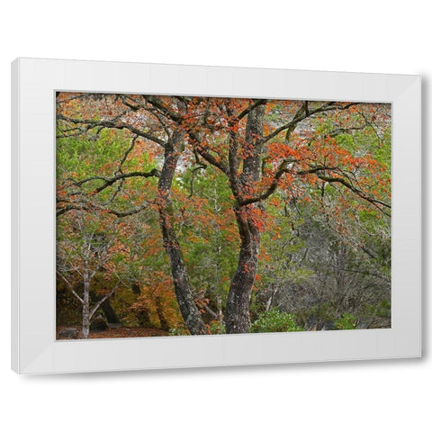 Lost Maples State Park-Texas White Modern Wood Framed Art Print by Fitzharris, Tim