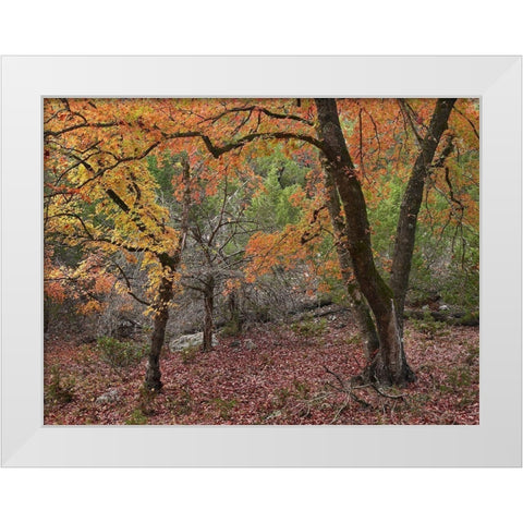 Uvalde Bigtooth Maples White Modern Wood Framed Art Print by Fitzharris, Tim