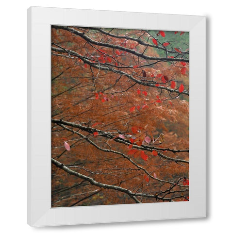 Blackgum in autumn near Milwood Lake Arkansas White Modern Wood Framed Art Print by Fitzharris, Tim