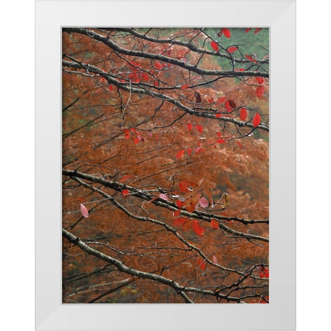 Blackgum in autumn near Milwood Lake Arkansas White Modern Wood Framed Art Print by Fitzharris, Tim