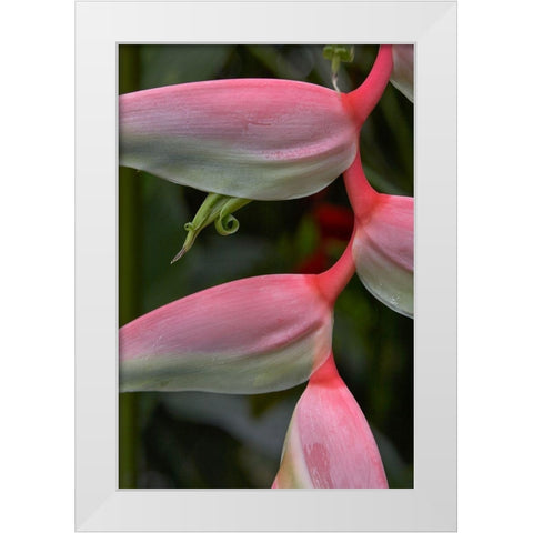 Heleconia I White Modern Wood Framed Art Print by Fitzharris, Tim