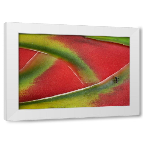 Ant on Heleconia II White Modern Wood Framed Art Print by Fitzharris, Tim