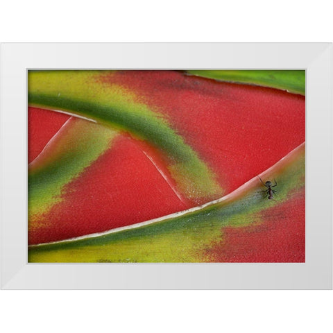 Ant on Heleconia II White Modern Wood Framed Art Print by Fitzharris, Tim