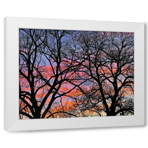 Cottonwood Tree at Sunset White Modern Wood Framed Art Print by Fitzharris, Tim