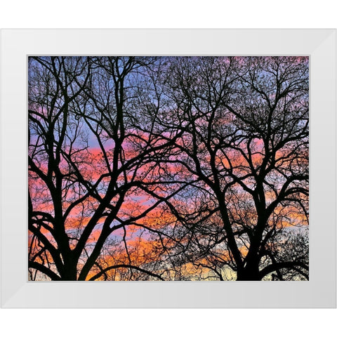 Cottonwood Tree at Sunset White Modern Wood Framed Art Print by Fitzharris, Tim