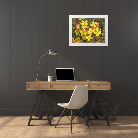 Yellow Evening Primrose White Modern Wood Framed Art Print by Fitzharris, Tim