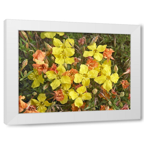 Yellow Evening Primrose White Modern Wood Framed Art Print by Fitzharris, Tim