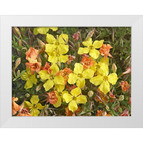 Yellow Evening Primrose White Modern Wood Framed Art Print by Fitzharris, Tim