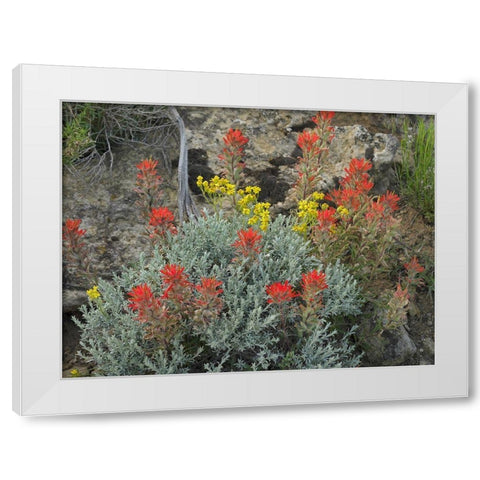 Indian Paintbrush I White Modern Wood Framed Art Print by Fitzharris, Tim