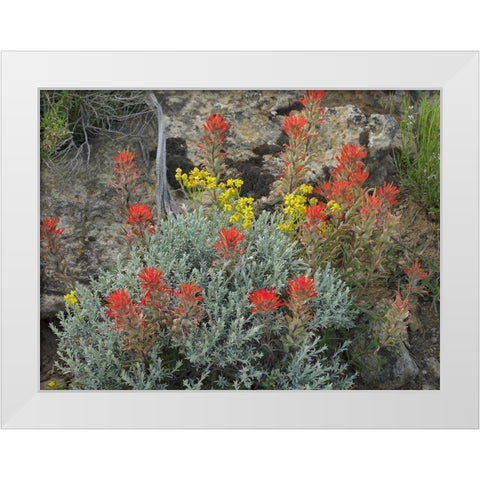 Indian Paintbrush I White Modern Wood Framed Art Print by Fitzharris, Tim