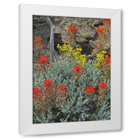 Indian Paintbrush II White Modern Wood Framed Art Print by Fitzharris, Tim