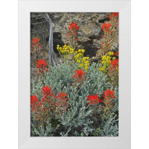 Indian Paintbrush II White Modern Wood Framed Art Print by Fitzharris, Tim