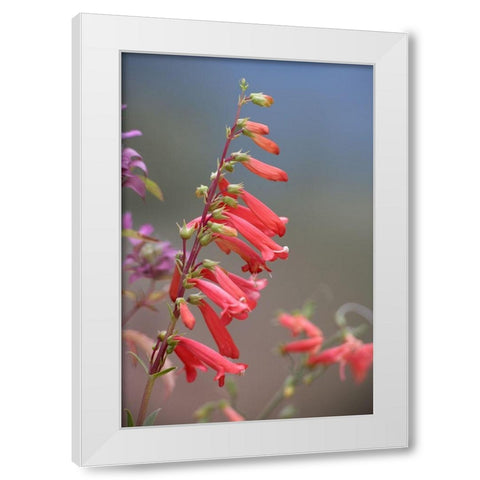 Firecracker Penstemon White Modern Wood Framed Art Print by Fitzharris, Tim