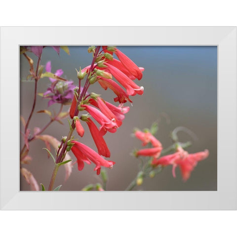 Firecracker Penstemon White Modern Wood Framed Art Print by Fitzharris, Tim