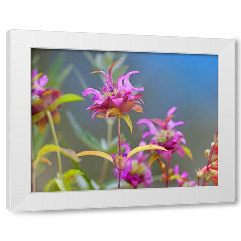 Lemon Mint Wildflowers White Modern Wood Framed Art Print by Fitzharris, Tim