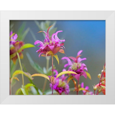 Lemon Mint Wildflowers White Modern Wood Framed Art Print by Fitzharris, Tim