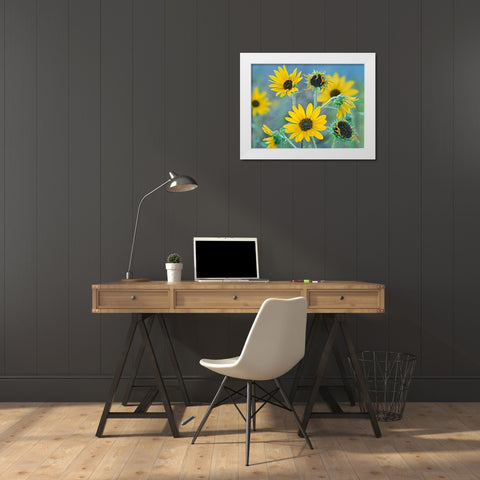 Priarie Sunflowers I White Modern Wood Framed Art Print by Fitzharris, Tim