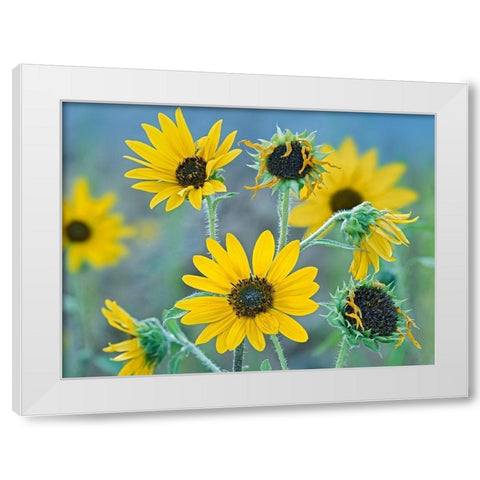 Priarie Sunflowers I White Modern Wood Framed Art Print by Fitzharris, Tim