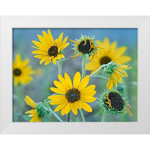 Priarie Sunflowers I White Modern Wood Framed Art Print by Fitzharris, Tim