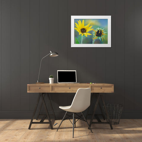 Priarie Sunflowers II White Modern Wood Framed Art Print by Fitzharris, Tim