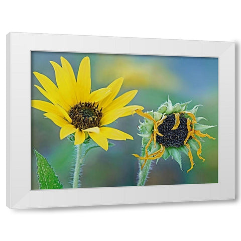 Priarie Sunflowers II White Modern Wood Framed Art Print by Fitzharris, Tim