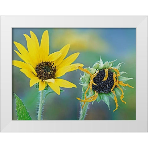 Priarie Sunflowers II White Modern Wood Framed Art Print by Fitzharris, Tim