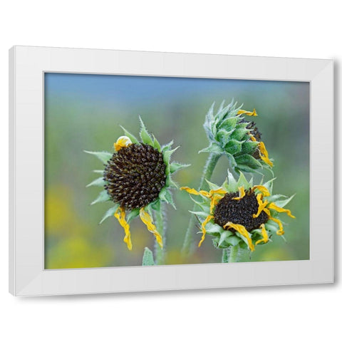 Prairie Sunflowers III  White Modern Wood Framed Art Print by Fitzharris, Tim