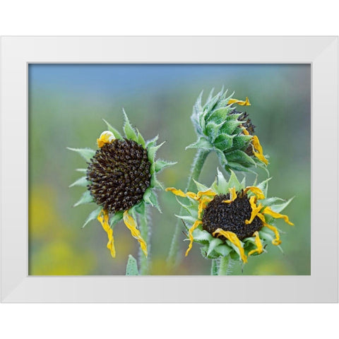 Prairie Sunflowers III  White Modern Wood Framed Art Print by Fitzharris, Tim