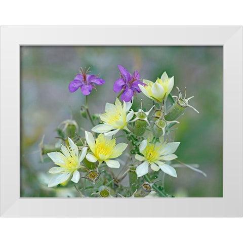 Adonis Blazingstar and wild geranium White Modern Wood Framed Art Print by Fitzharris, Tim