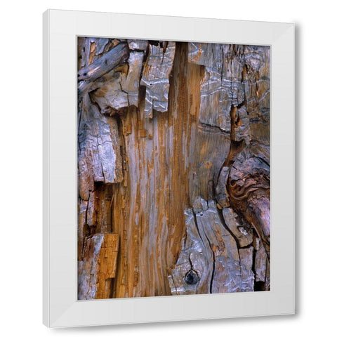 Yellow Cedar Trunk White Modern Wood Framed Art Print by Fitzharris, Tim