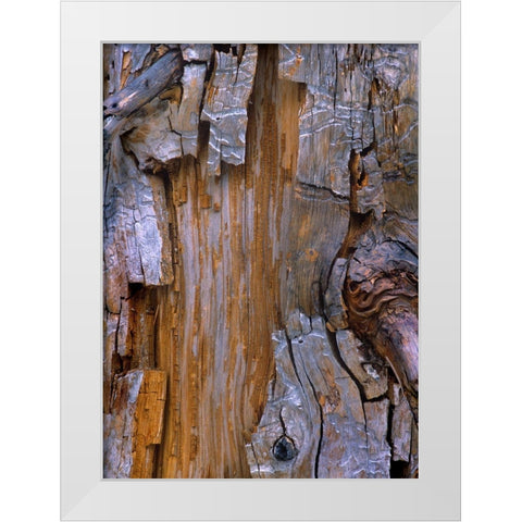 Yellow Cedar Trunk White Modern Wood Framed Art Print by Fitzharris, Tim