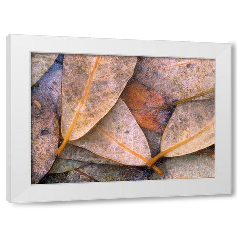 Frozen Willow Leaves White Modern Wood Framed Art Print by Fitzharris, Tim