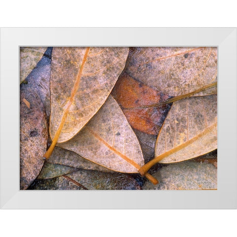 Frozen Willow Leaves White Modern Wood Framed Art Print by Fitzharris, Tim