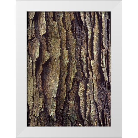 White Oak Bark  White Modern Wood Framed Art Print by Fitzharris, Tim