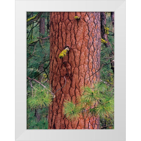 Ponderosa Pien Trunk White Modern Wood Framed Art Print by Fitzharris, Tim