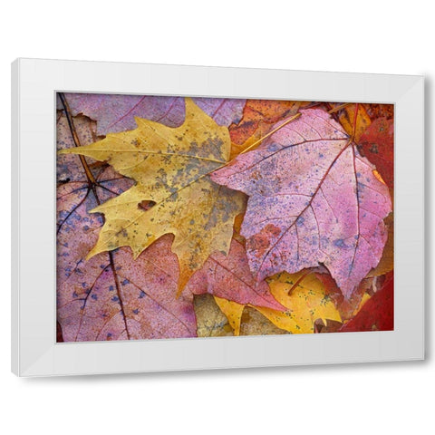 Sugar and Red Maple Leaves White Modern Wood Framed Art Print by Fitzharris, Tim