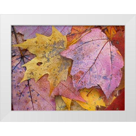 Sugar and Red Maple Leaves White Modern Wood Framed Art Print by Fitzharris, Tim