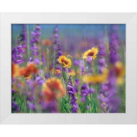 Ailardia and Rocky Mountain Penstemons White Modern Wood Framed Art Print by Fitzharris, Tim