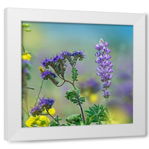 Blue Phacelia and Desert Lupine White Modern Wood Framed Art Print by Fitzharris, Tim