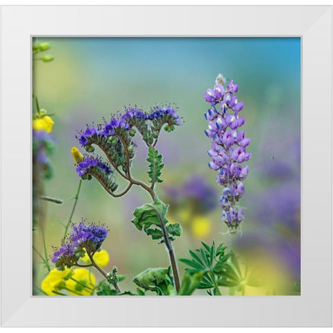 Blue Phacelia and Desert Lupine White Modern Wood Framed Art Print by Fitzharris, Tim