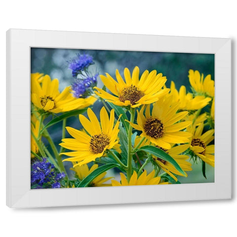 Maximillian Sunflowers White Modern Wood Framed Art Print by Fitzharris, Tim