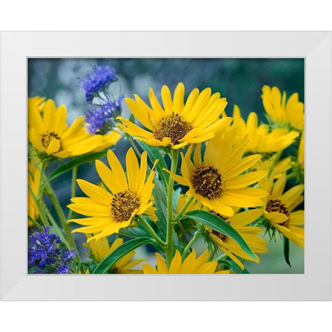 Maximillian Sunflowers White Modern Wood Framed Art Print by Fitzharris, Tim