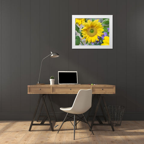 Sunflowers White Modern Wood Framed Art Print by Fitzharris, Tim