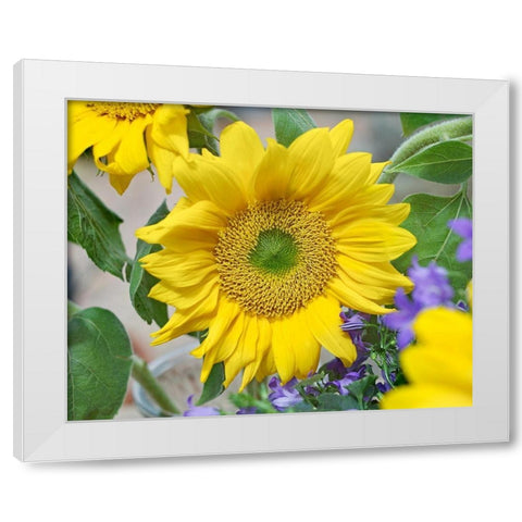 Sunflowers White Modern Wood Framed Art Print by Fitzharris, Tim