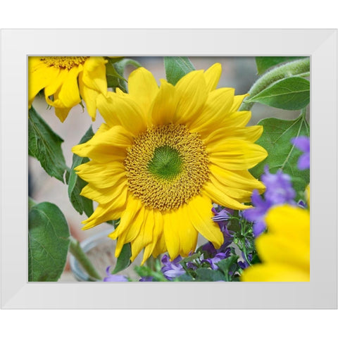 Sunflowers White Modern Wood Framed Art Print by Fitzharris, Tim